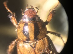 Cyclocephala amazona