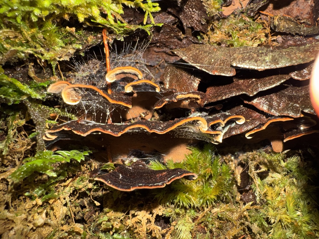 Hymenochaete microcycla · April 2026 · photo: © funecology (iNaturalist, cc-by-sa)