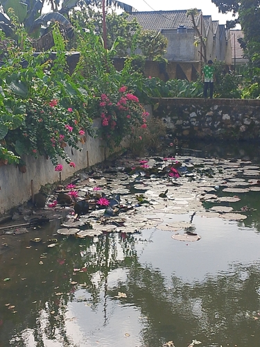 Nymphaea rubra