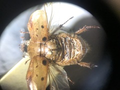 Cyclocephala stictica