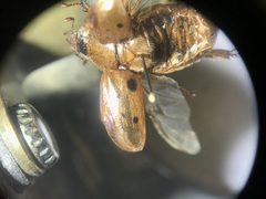 Cyclocephala stictica