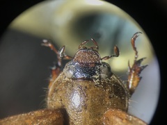 Cyclocephala stictica