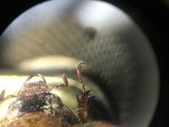 Cyclocephala stictica