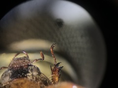 Cyclocephala stictica