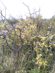 Vachellia rigidula
