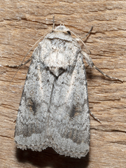 Proteuxoa amaurodes