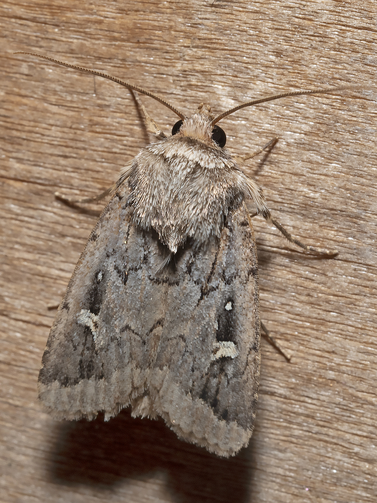 Proteuxoa metableta
