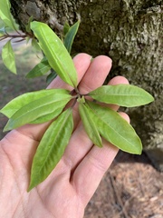 Cupressus lusitanica
