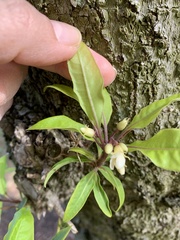 Cupressus lusitanica