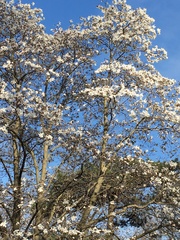 Magnolia