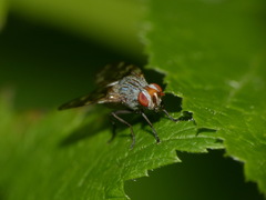 Otites guttata