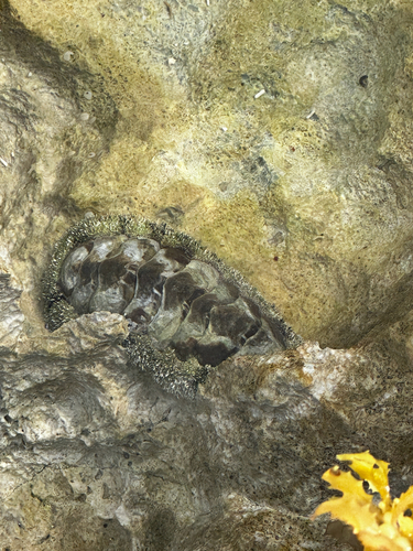 Acanthopleura granulata