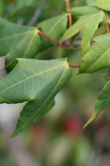 Acer tutcheri, photograph author not stated, no rights reserved