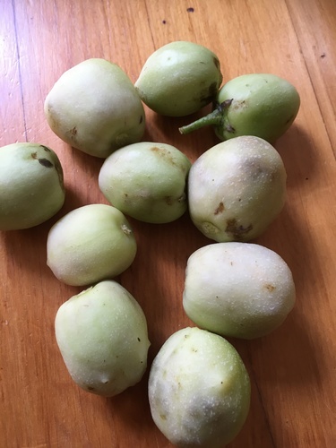 Solanum muricatum