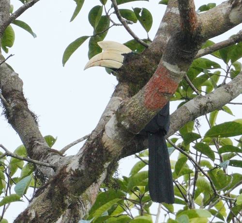 Black Hornbill