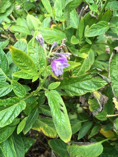 Solanum muricatum