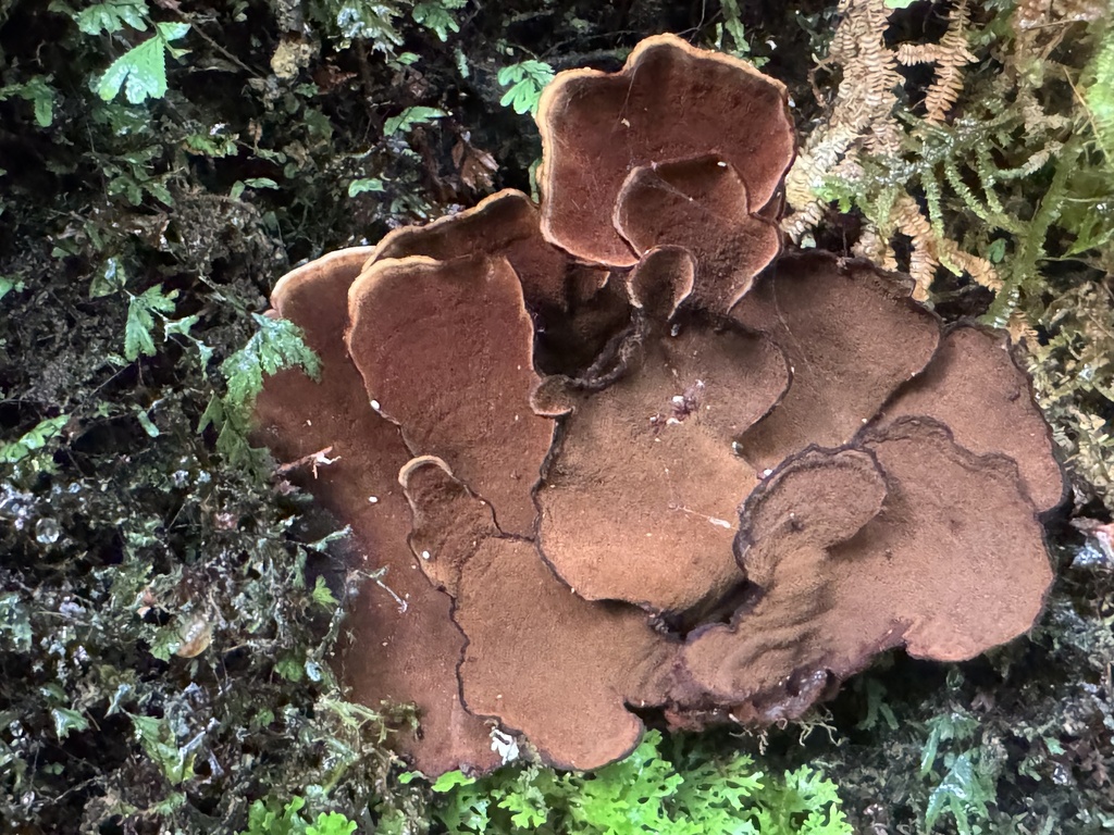 Hymenochaete microcycla · April 2026 · photo: © funecology (iNaturalist, cc-by-sa)
