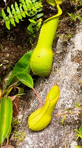 Nepenthes alata observed 2026-04-11