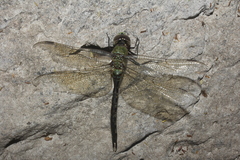 Anax amazili