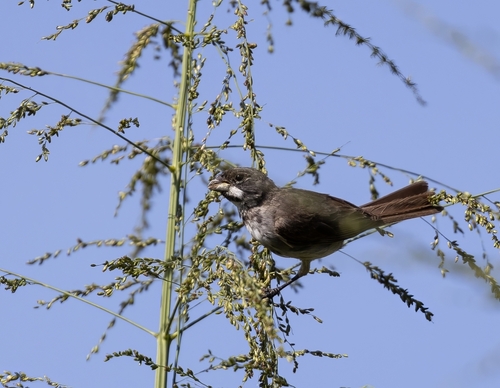 Double-collared Seedeater