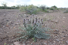 Astragalus layneae