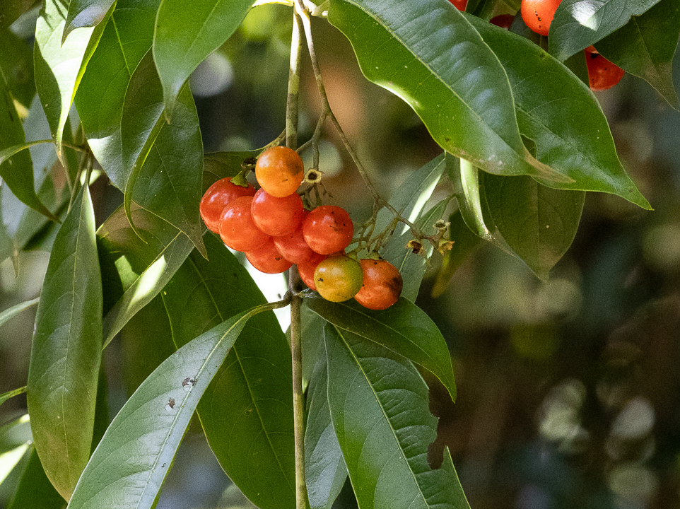 Cordia ecalyculata