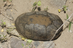 Kinosternon alamosae