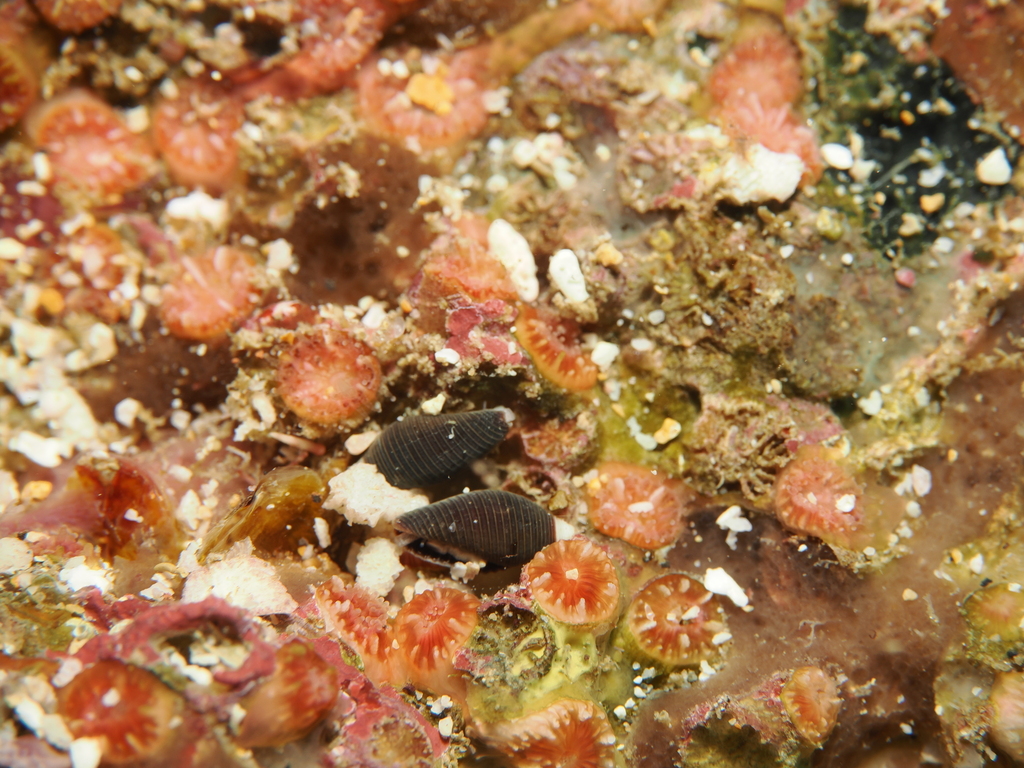 Anachis atramentaria