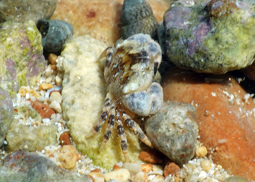 Xanthias lamarckii observed 2026-04-22