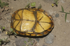 Kinosternon alamosae