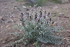 Astragalus layneae