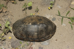 Kinosternon alamosae