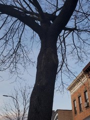 Angiospermae
