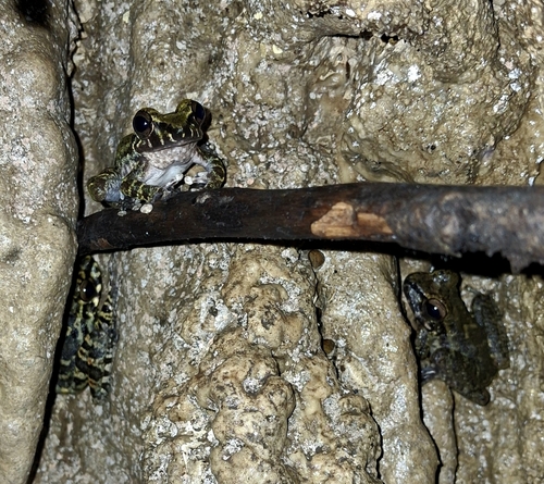 Fuhrmann's Backpack Frog, Cryptobatrachus fuhrmanni