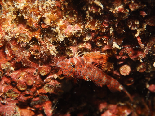 Galapagos triplefin blenny (Lepidonectes corallicola) — Tripterygiidae — 5