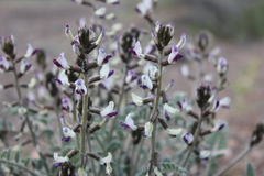 Astragalus layneae