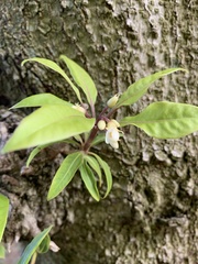Cupressus lusitanica
