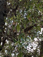 Cupressus lusitanica
