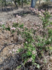 Ceanothus buxifolius