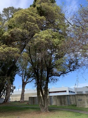 Cupressus lusitanica