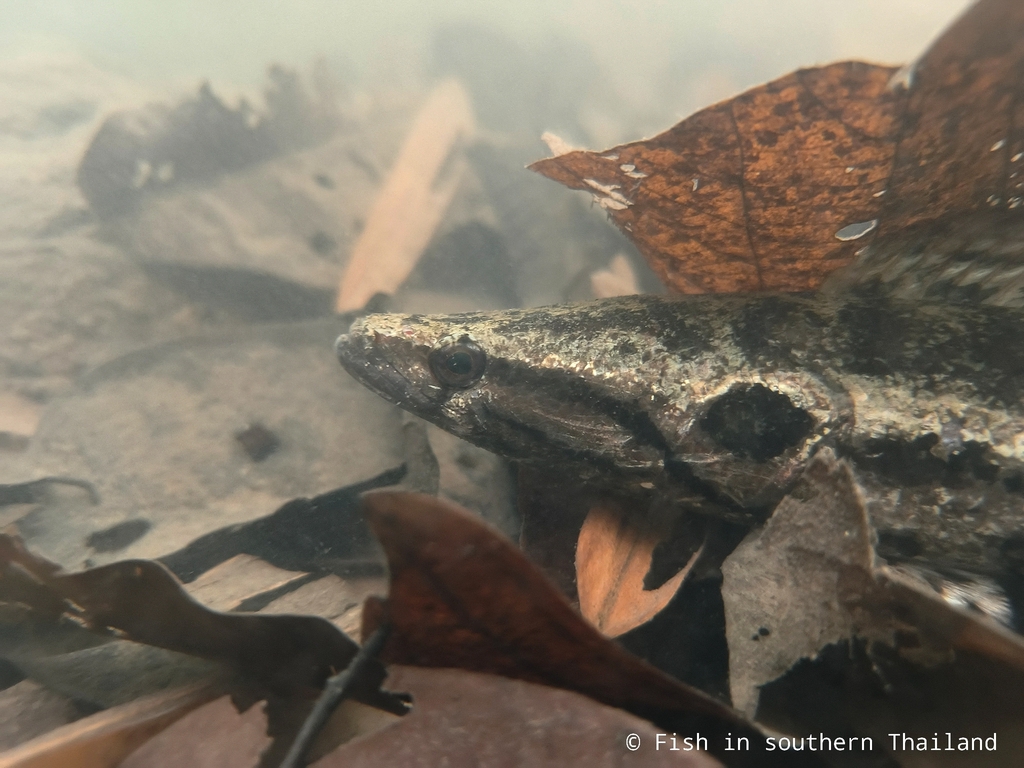 Javanese snakehead (Channa lucius) — Channidae