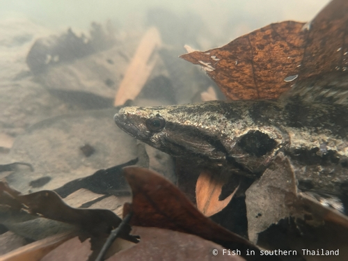 Javanese snakehead (Channa lucius) — Channidae