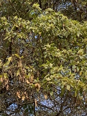 Cupressus lusitanica