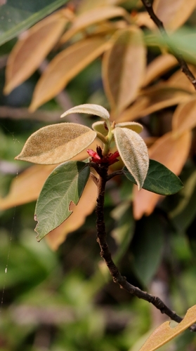 Machilus grijsii, photograph 2