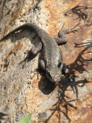 Sceloporus occidentalis becki