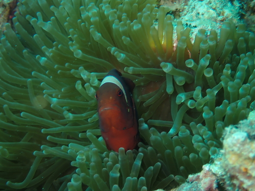 Amphiprion biaculeatus