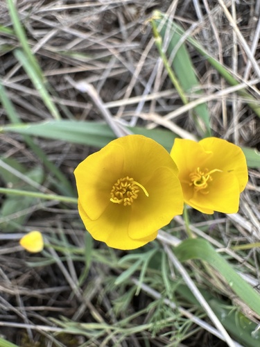 Eschscholzia lobbii, photograph 3