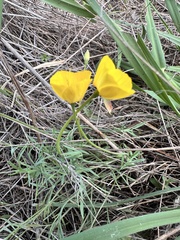 Eschscholzia lobbii, photograph author not stated, no rights reserved