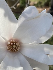 Magnolia