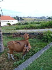 Bos javanicus domesticus